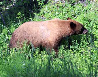 Grizzly bear